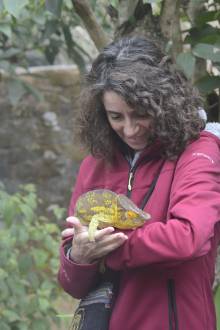 Caméléon Réserve privée Peyrieras