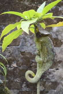 Caméléon Réserve privée Peyrieras