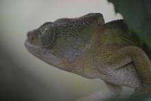Caméléon Réserve privée Peyrieras