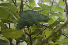 Caméléon Réserve privée Peyrieras