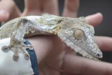 Gecko Réserve privée Peyrieras