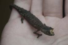 Caméléon Réserve privée Peyrieras