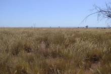 Steppe Malgache