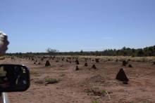 Parc Ankarafantsika termitière