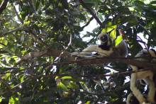 Propithèque de Coquerel Parc Ankarafantsika