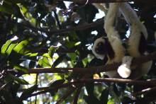Propithèque de Coquerel Parc Ankarafantsika