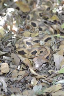 Boa Parc Ankarafantsika