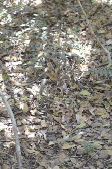 Boa Parc Ankarafantsika