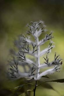 Neige de Madagascar