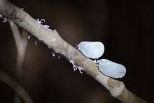 Cicadelles