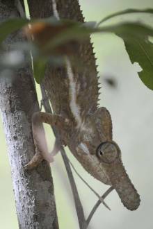 Caméléon rhinocéros