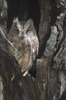 Hibou