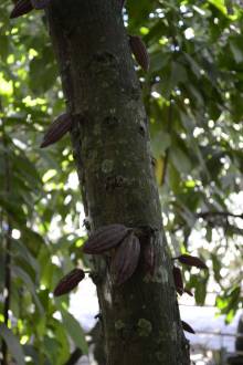 Cacao