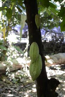 Cacao