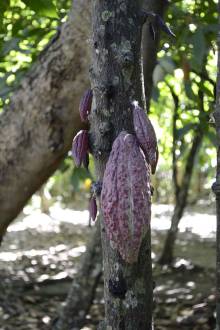 Cacao