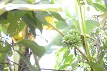 Banane