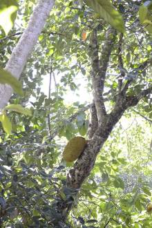 Fruit du Jack