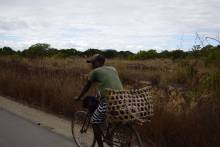 Transport de poulets