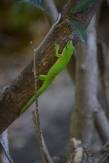 Phelsuma grandis
