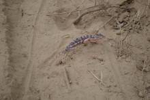 Caméléon