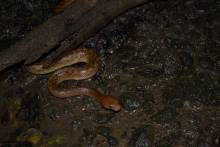 Serpent