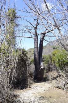 Baobab La montagne des Français