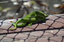 Geckos