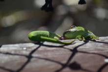 Geckos
