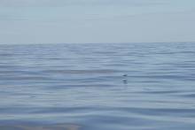 Poisson volant