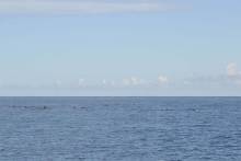 Centaine de dauphins