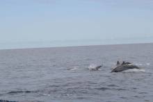 Centaine de dauphins