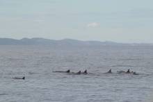 Centaine de dauphins