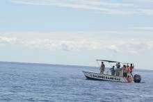 Baleine Randeau