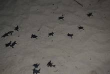 Naissance tortues Couché de soleil Nosy Iranja