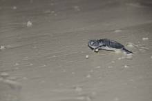 Naissance tortues Couché de soleil Nosy Iranja
