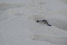 Naissance tortues Couché de soleil Nosy Iranja