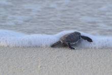 Naissance tortues Couché de soleil Nosy Iranja