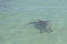 Tortue Nosy Iranja