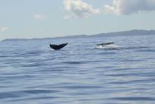 Baleines Nosy Iranja