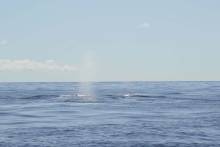 Baleines Nosy Iranja