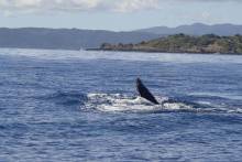 Baleines Nosy Iranja