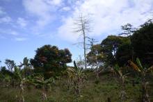 Nosy Sakatia