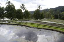 Rizières de Munduk