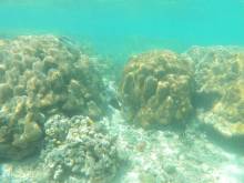 Fonds marins à Masilok