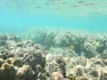 Fonds marins à Masilok