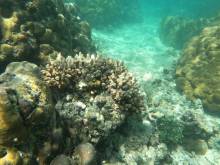 Fonds marins à Masilok