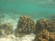 Fonds marins à Masilok