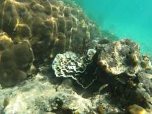 Fonds marins à Masilok