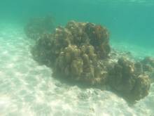 Fonds marins à Masilok