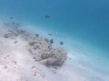 Fonds marins à Masilok
